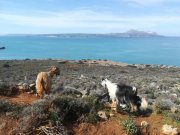 Kokkino Chorio Hervorragendes Grundstück am Meer für gewerbliche Investitionen auf Kreta Grundstück kaufen